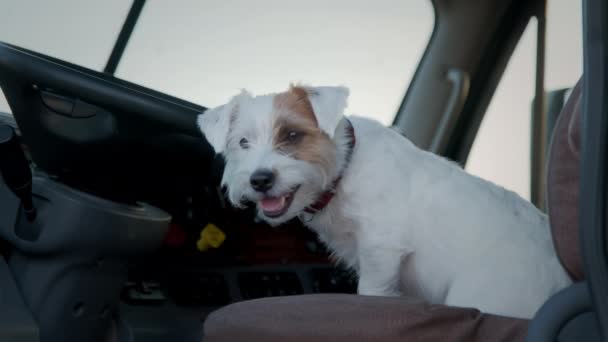 Een Hond Jack Russell Terriër Trucker Zitten Een Semi Truck — Stockvideo