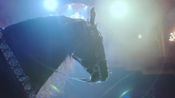 Μαύρο Άλογο Στο Σκοτάδι Φωτίζεται Από Φως Κλείσε Υψηλής Ποιότητας — Αρχείο Βίντεο