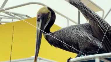  Amerikan pelikanları Bay, Teksas 'ta dinleniyor. Yüksek kalite 4k görüntü