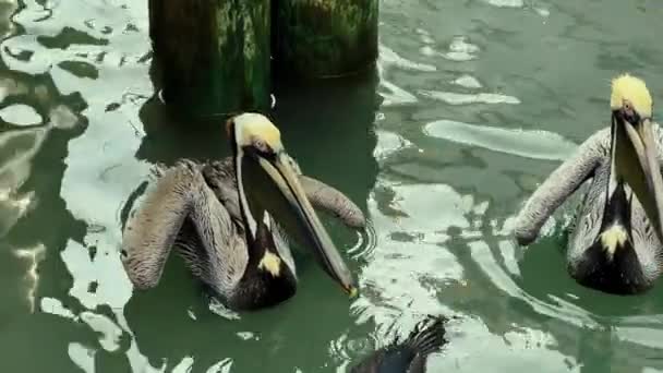 Grupo Pelicanos Americanos Descansando Bay Texas Imagens Alta Qualidade — Vídeo de Stock