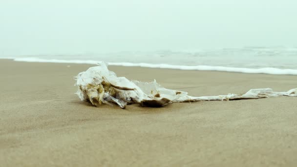 Zamknij Ujęcie Plastikowych Śmieci Piaszczystej Plaży Ekologia Zanieczyszczenie Środowiska Słoneczny — Wideo stockowe