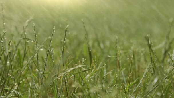 Zomer Regen Druipt Groen Gras Zomer Veld Regendruppels Zonsondergang Regendruppelende — Stockvideo