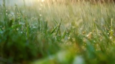 Yaz yağmurunun makro çekimi yeşil çimen damlatıyor yaz yağmur damlaları. Yağmur damlayan zemin. Kapatın. Yüksek kalite 4k görüntü