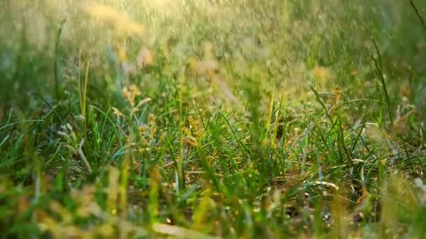 Macro Uitzicht Zomer Regen Druipt Groene Gras Zomer Veld Regendruppels — Stockvideo