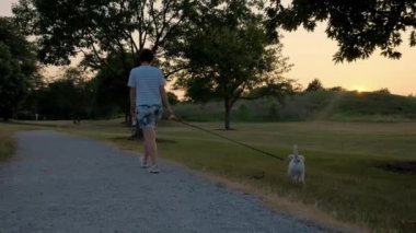 Kadın, gün batımında parkta sevimli Jack Russell Terrier hayvanıyla yürüyor. Kamera görüntülerini oynat. Yüksek kalite 4k görüntü