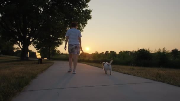 Kadın Gün Batımında Parkta Sevimli Jack Russell Terrier Hayvanıyla Yürüyor — Stok video
