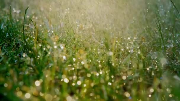 Macro Shot Summer Rain Drips Green Grass Summer Field Raindrops — Video