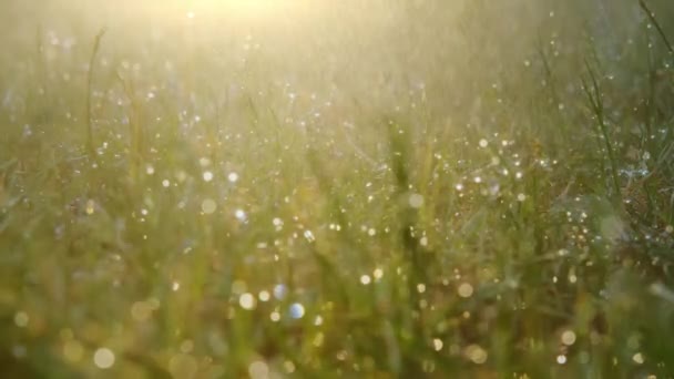 Makro Ujęcie Letnich Kropel Deszczu Zielonej Trawie Letnie Krople Deszczu — Wideo stockowe
