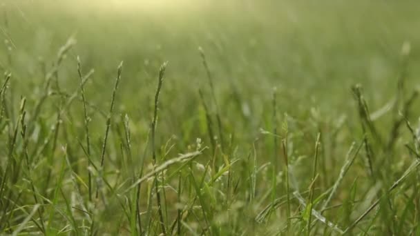 Macro Shot Summer Rain Drips Green Grass Summer Field Raindrops — Vídeo de Stock