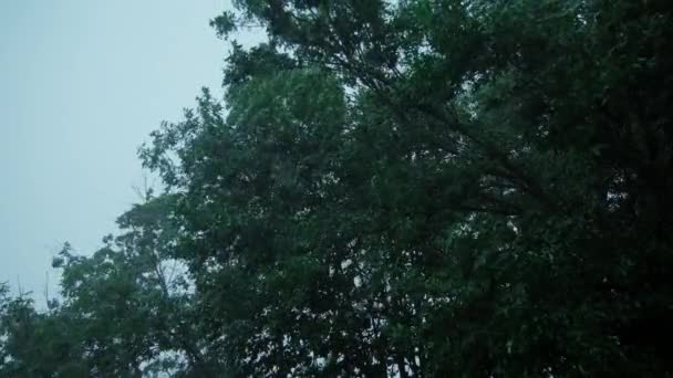 大雨倾泻暴雨落在家庭住宅附近的树上 暴风雨的日子特写镜头 高质量的4K镜头 — 图库视频影像