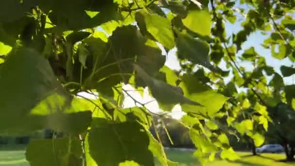 郊区的一个公园 阳光下 没有人 在树上近照一帧叶子 高质量的4K镜头 — 图库视频影像