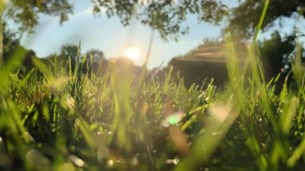 Крупный План Свежая Зеленая Трава Солнечные Лучи Падают Луг Высококачественные — стоковое видео