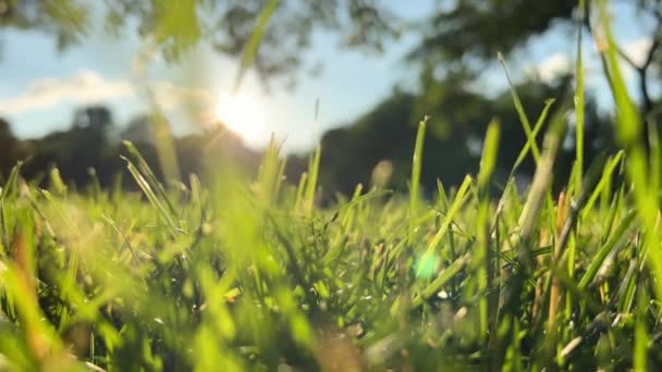 Primer Plano Las Imágenes Hierba Verde Fresca Rayos Sol Cayendo — Vídeo de stock