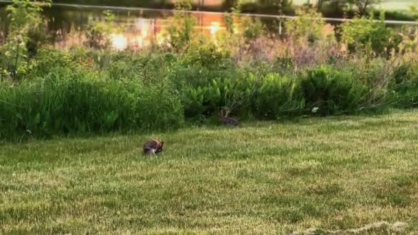 ブラウンウサギの検索フィード 夏の時間 高品質の4K映像 — ストック動画