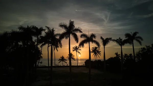 Gün Batımında Sahilde Palmiye Ağaçlarının Silueti Geniş Açı Yüksek Kalite Telifsiz Stok Imajlar