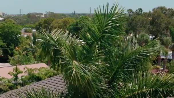 Aerial Zoom Shot Palm Trees House High Quality Footage — Stock Video