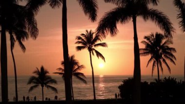 Gün batımında sahilde palmiye ağaçlarının silueti. Hava görüntüleri. Yüksek kalite 4k görüntü