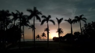 Gün batımında sahilde palmiye ağaçlarının silueti. Havadan geniş açı. Yüksek kalite 4k görüntü