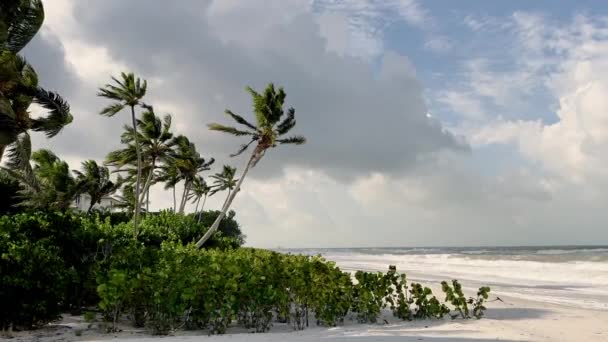 Palmy Wiejące Wietrze Piękna Biała Plaża Ocean Niebo Białymi Chmurami — Wideo stockowe