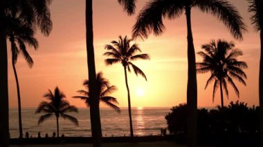 Gün batımında sahilde palmiye ağaçlarının silueti. Geniş görüşlü hava görüntüleri. Yüksek kalite 4k görüntü