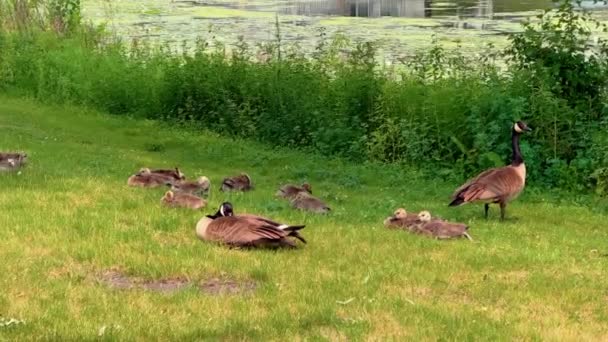 Beberapa Bebek Makan Gras Dengan Bebek Latar Belakang Taman Lokal — Stok Video