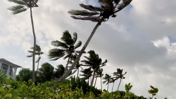 바람에 불어오는 종려나무 아름다운 해변과 구름이 흐르는 고품질 — 비디오