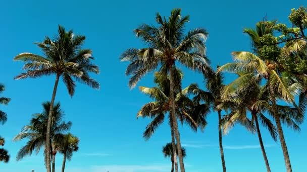 Palmy Plaży Ciągu Dnia Błękitne Słoneczne Niebo Wysokiej Jakości Materiał — Wideo stockowe