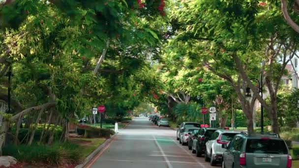 Ένας Δρόμος Πολλά Πράσινα Δέντρα Μια Πολυτελή Περιοχή Υψηλής Ποιότητας — Αρχείο Βίντεο