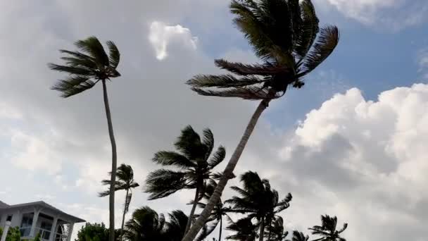 パームの木が風に吹いている 美しい白いビーチと海 空は白い雲で覆われている 映像を閉じる 高品質の4K映像 — ストック動画