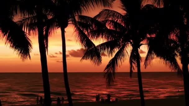 日没時にビーチでヤシの木のシルエット 空中映像を閉じる 高品質の4K映像 — ストック動画