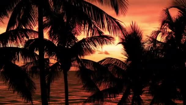 Silhouette Palmiers Sur Plage Coucher Soleil Fermez Les Images Vue — Video