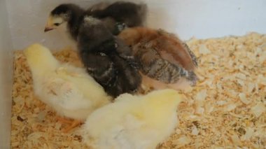 Küçük civcivler çiftlikte özel bir kutuda uyurlar. Gıda üretimi endüstrisi. Yakın plan. Yüksek kalite 4k görüntü