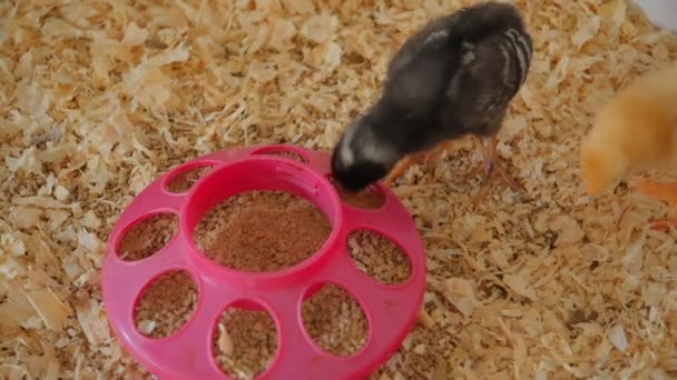 병아리들은 피더에서 사료를 먹습니다 클로즈업 고품질 — 비디오