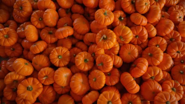 Cosecha Calabaza Varias Calabazas Naranja Formas Tamaños Zoom Tiro Imágenes — Vídeo de stock