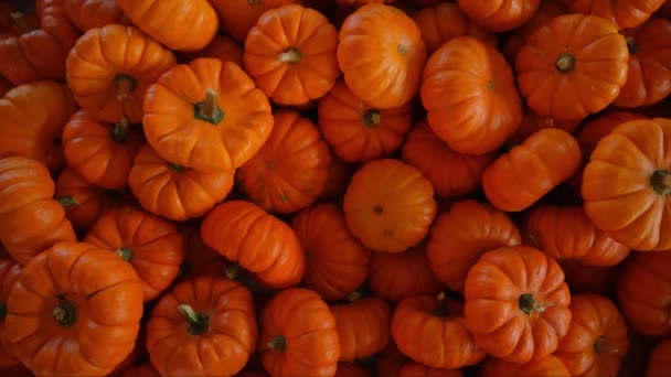 Cosecha Calabaza Varias Calabazas Naranja Formas Tamaños Imágenes Alta Calidad — Vídeo de stock