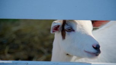 Köy çiftliği kırsalında şirin bir keçi. Hayvan portresi. Ağır çekim. Yakın çekim. Yüksek kalite 4k görüntü