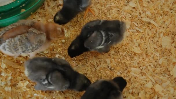 병아리는 농장에서 특별한 상자에서 고품질 — 비디오