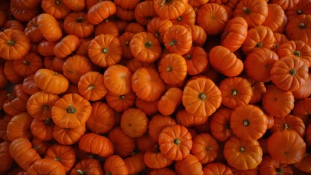 Cosecha Calabaza Varias Calabazas Naranja Formas Tamaños Mueve Tiro Imágenes — Vídeo de stock