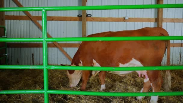 Una Granja Rural Una Vaca Está Una Cerca Imágenes Alta — Vídeo de stock
