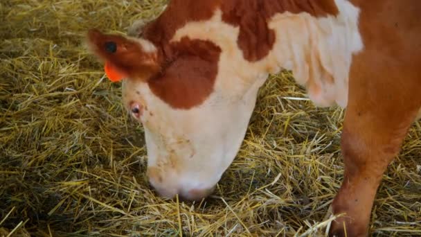 Una Granja Rural Una Vaca Está Una Cerca Cerca Imágenes — Vídeo de stock