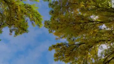 POV, güzel bir sonbahar gününde ABD 'nin banliyö sokağını geniş açıdan görüyor. Yüksek kalite 4k görüntü