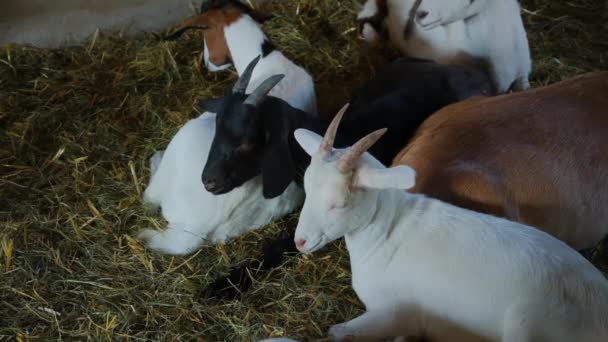 Goat Rest Farm Field Countryside Animal Portrait Slow Motion High — Stock Video