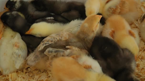 농장에서 특별한 상자에 병아리 닫습니다 고품질 — 비디오