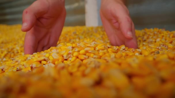 農民の手はトウモロコシの穀物を選びました 高品質の4K映像 — ストック動画