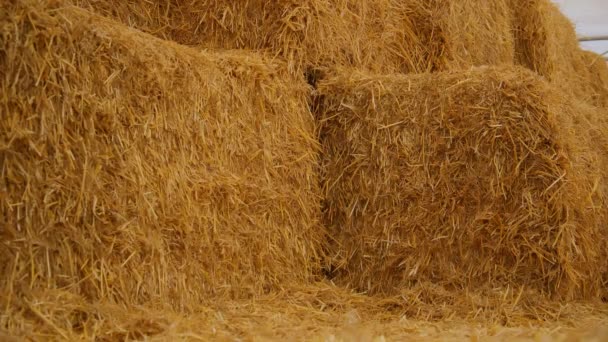 スクエア ベイルズは農場の格納庫に積み込まれた クローズアップ 高品質の4K映像 — ストック動画