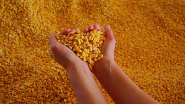 女性農家はトウモロコシの穀物を手に入れる 高品質の4K映像 — ストック動画