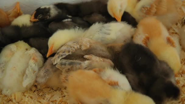 Malá Kuřátka Spí Speciálním Boxu Farmě Potravinářský Průmysl Zavřete Záběry — Stock video