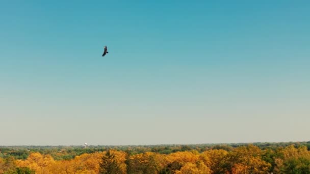 Osprey Havik Vliegen Dicht Bij Camera Tegen Blauwe Lucht Hoge — Stockvideo