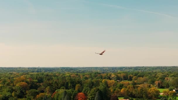 オスプレイ ホークは青空に向かってカメラの近くを飛んでいる 航空ショット 高品質の4K映像 — ストック動画
