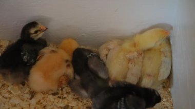 Küçük civcivler çiftlikte özel bir kutuda uyurlar. Gıda üretimi endüstrisi. Görüntüyü kapat. Yüksek kalite 4k görüntü
